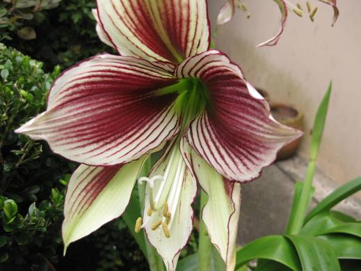 Hippeastrum Papilio